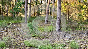 Las sosnowy w okolicach Sobiboru photo